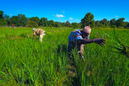 Moçambique Planeia Investir 1,4 Mil Milhões de Euros na Agricultura