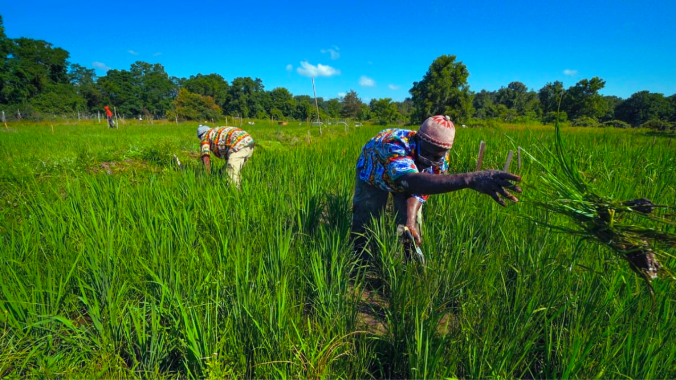 Moçambique Planeia Investir 1,4 Mil Milhões de Euros na Agricultura
